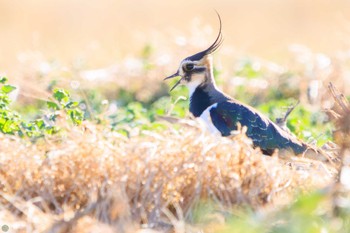 Northern Lapwing 平塚田んぼ Sun, 12/17/2023