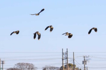 Northern Lapwing 平塚田んぼ Sun, 12/17/2023