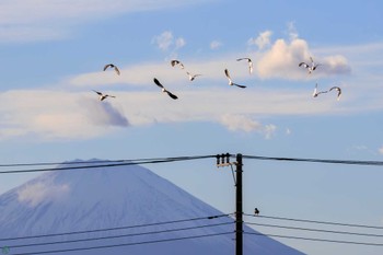 Northern Lapwing 平塚田んぼ Sun, 12/17/2023