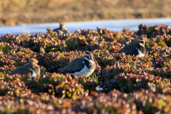 Northern Lapwing 平塚田んぼ Sun, 12/17/2023