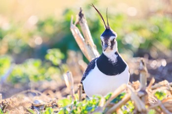 Northern Lapwing 平塚田んぼ Sun, 12/17/2023