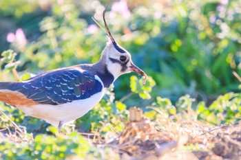 Northern Lapwing 平塚田んぼ Sun, 12/17/2023