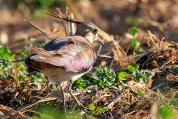 Northern Lapwing 平塚田んぼ Sun, 12/17/2023