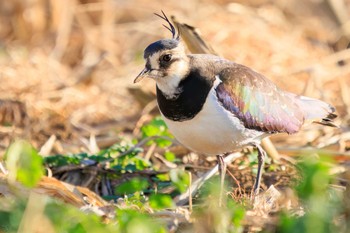 Northern Lapwing 平塚田んぼ Sun, 12/17/2023