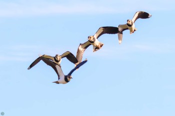 2023年12月17日(日) 平塚田んぼの野鳥観察記録