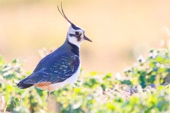 Northern Lapwing 平塚田んぼ Sun, 12/17/2023