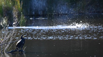 Great Cormorant 鶴ヶ池 Wed, 12/13/2023