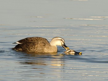 2023年12月9日(土) 砂沼の野鳥観察記録