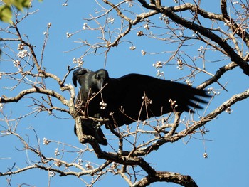 Large-billed Crow Hattori Ryokuchi Park Sun, 11/26/2023