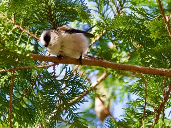 Long-tailed Tit Hayatogawa Forest Road Fri, 12/22/2023