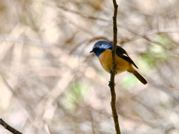 Daurian Redstart Hayatogawa Forest Road Fri, 12/22/2023