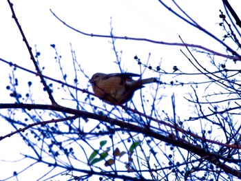 Unknown Species Hayatogawa Forest Road Fri, 12/22/2023