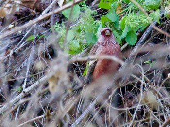 Siberian Long-tailed Rosefinch Hayatogawa Forest Road Fri, 12/22/2023