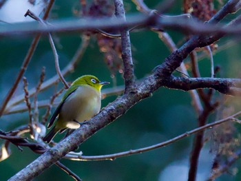 Warbling White-eye Hayatogawa Forest Road Fri, 12/22/2023