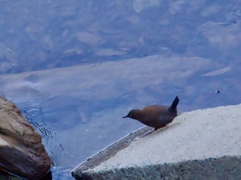 Brown Dipper Hayatogawa Forest Road Fri, 12/22/2023