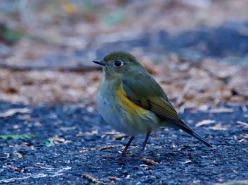 Red-flanked Bluetail Hayatogawa Forest Road Fri, 12/22/2023