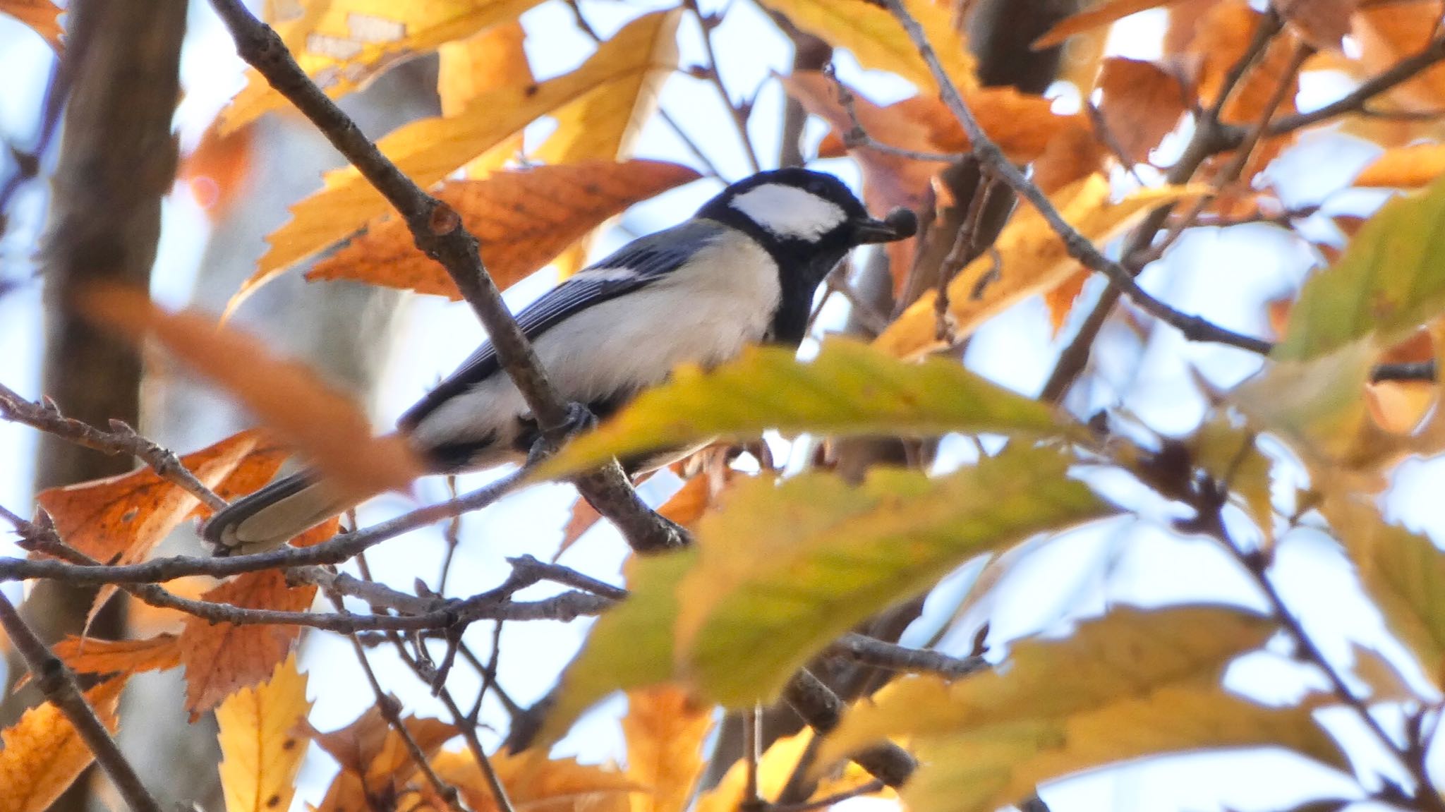 シジュウカラ