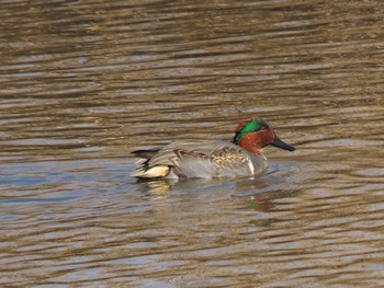 Green-winged Teal Shinjiko Green Park Thu, 1/6/2022