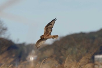 Eastern Marsh Harrier Unknown Spots Sun, 12/17/2023