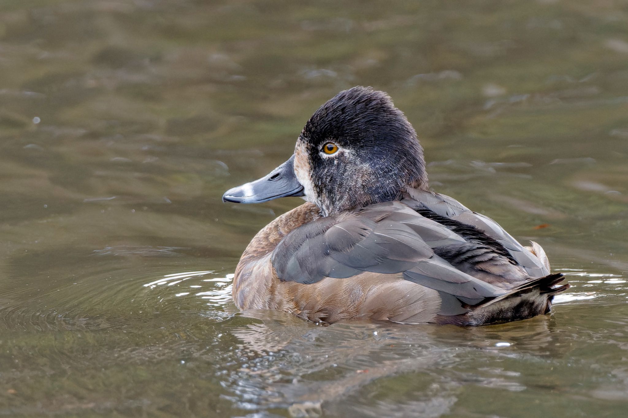 Ring-necked Duck