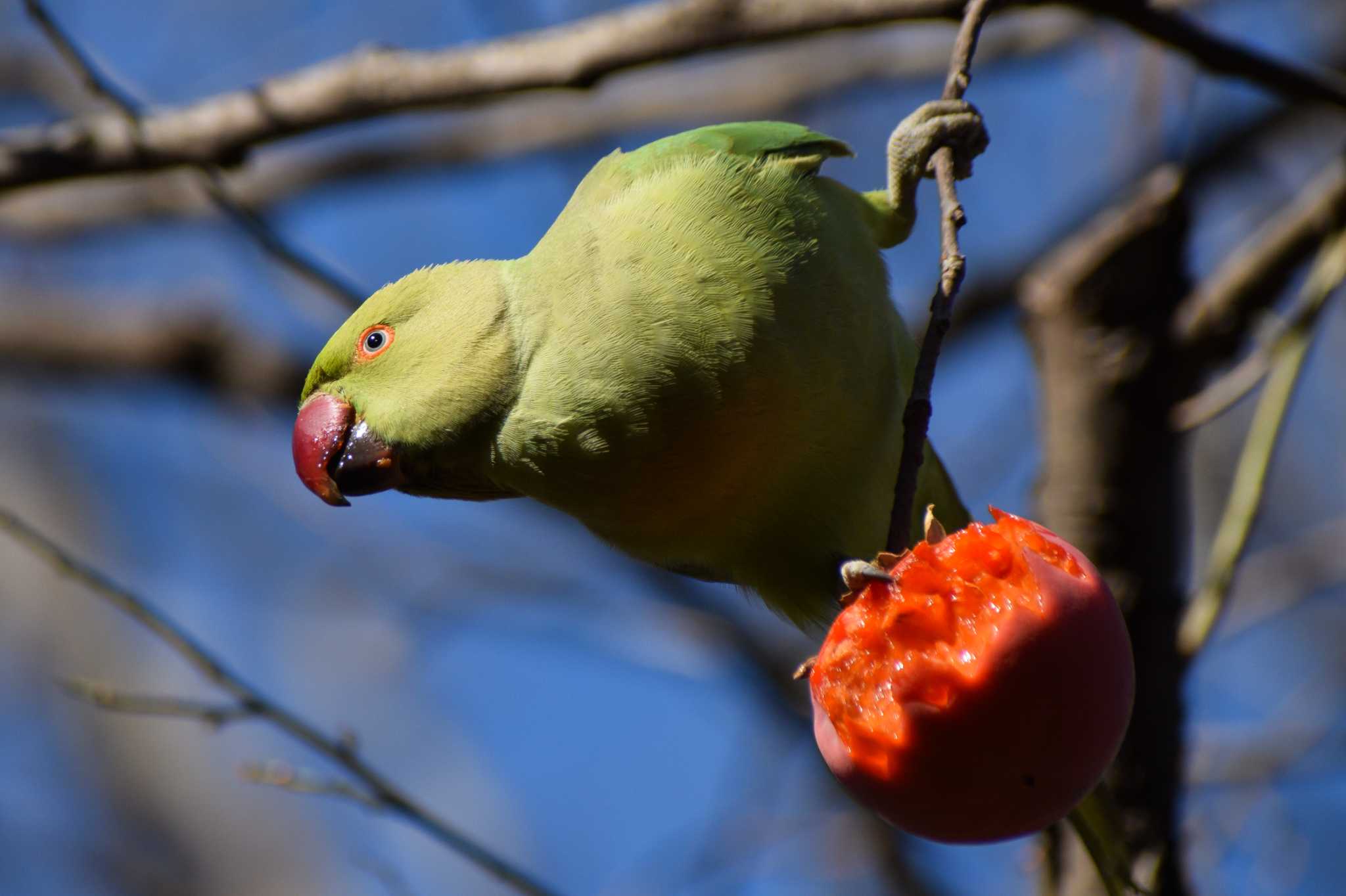 柿を食べに目の前まで。 by NM🐥📷