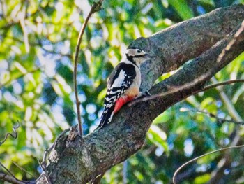 2023年12月22日(金) 大町自然観察園の野鳥観察記録