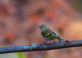 マヒワ 山梨県 2023年12月3日(日)