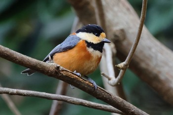 Varied Tit 長良川ふれあいの森 Thu, 12/21/2023