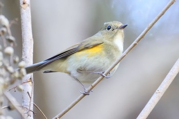 Red-flanked Bluetail 長良川ふれあいの森 Thu, 12/21/2023