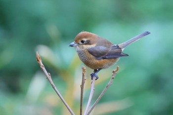 Bull-headed Shrike 長良川ふれあいの森 Thu, 12/21/2023