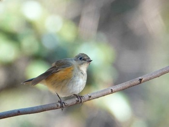 ルリビタキ 秋ヶ瀬公園 2023年12月22日(金)