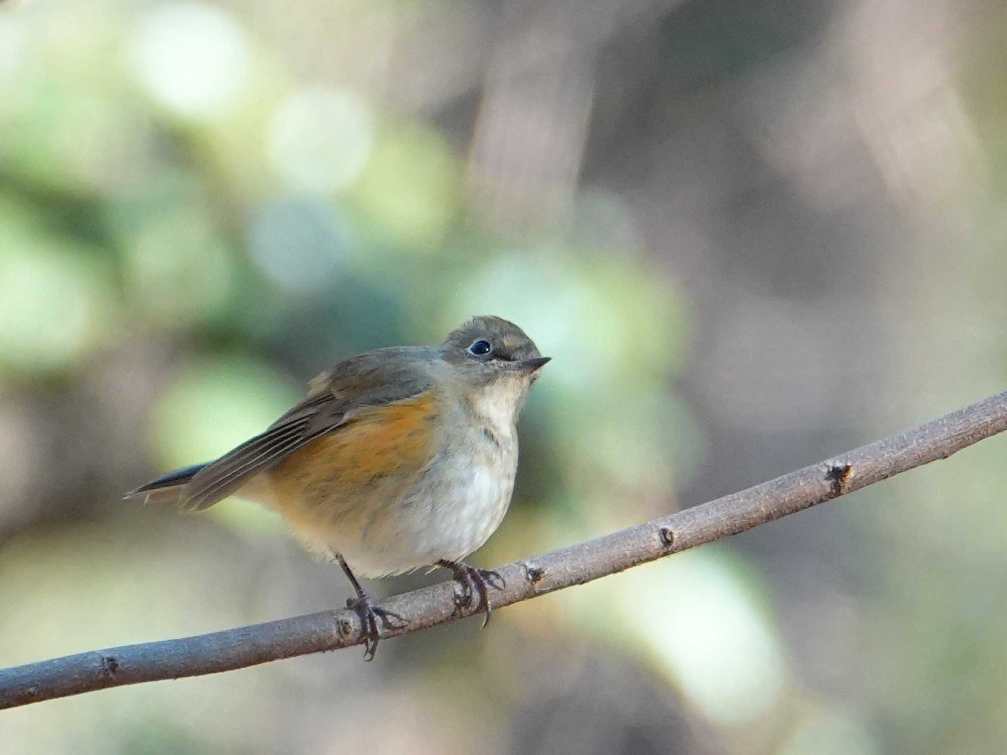 Red-flanked Bluetail