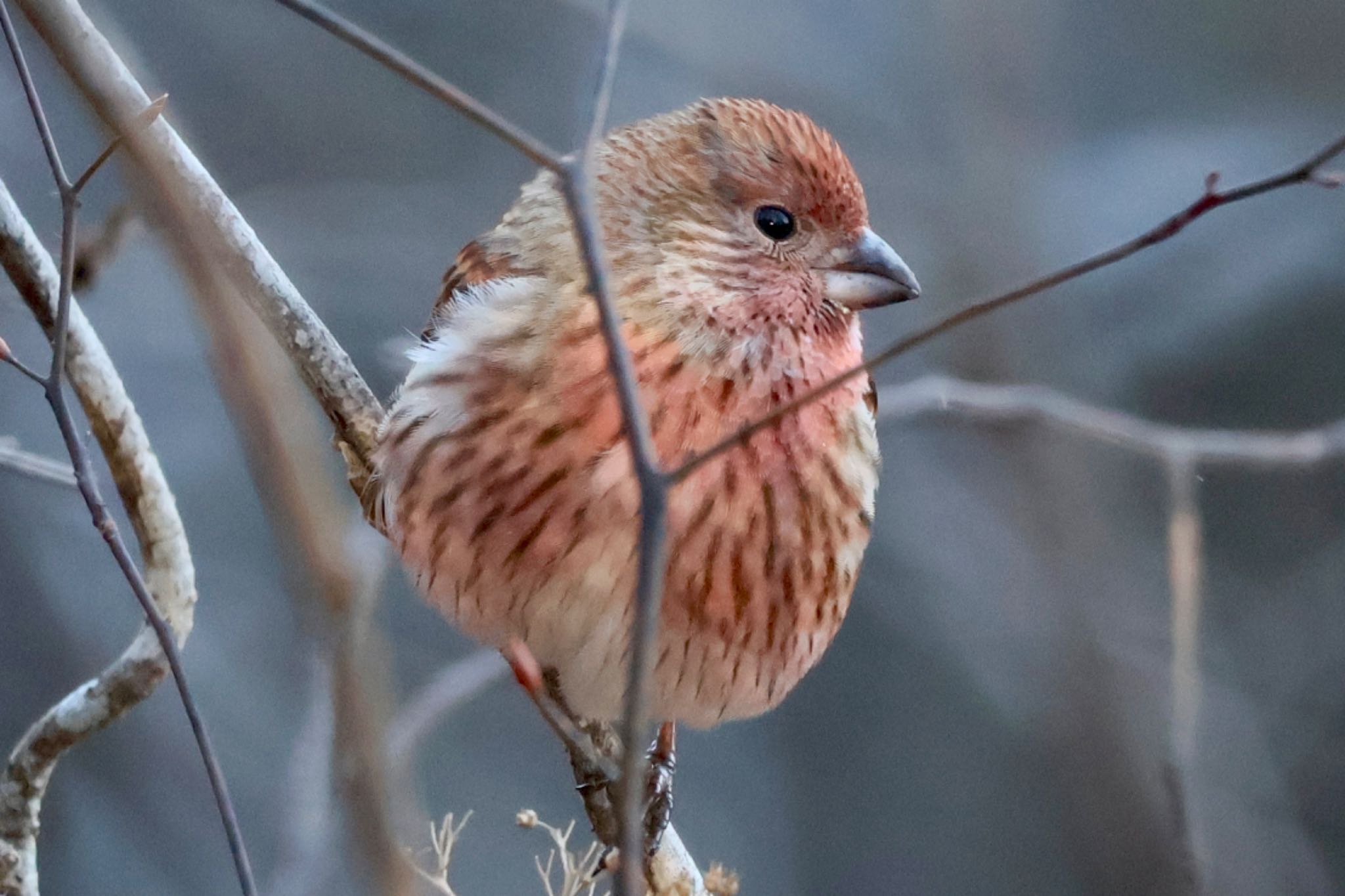 Photo of Pallas's Rosefinch at Saitama Prefecture Forest Park by カバ山PE太郎