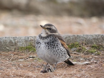 2023年3月3日(金) 奈良公園の野鳥観察記録