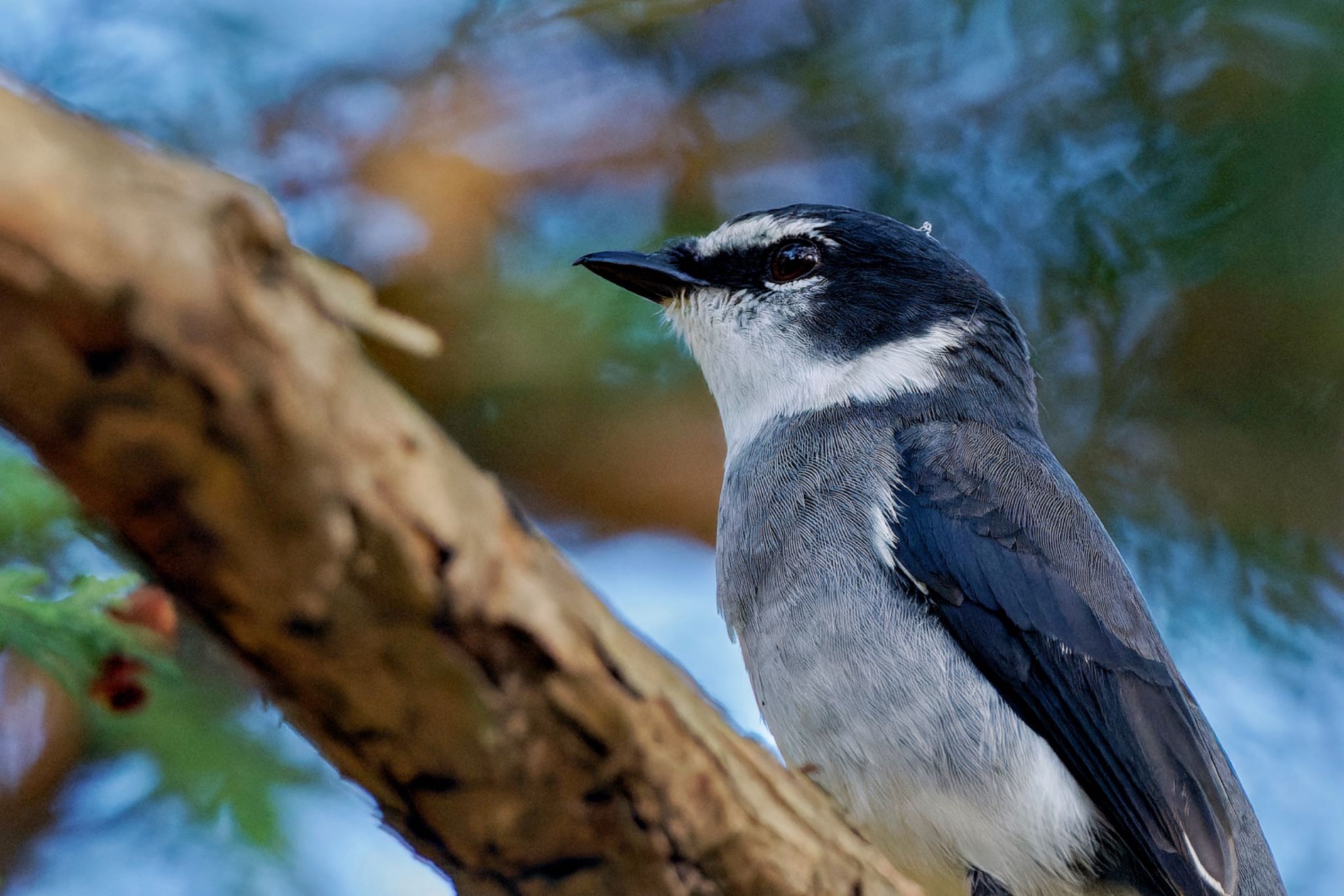 Ryukyu Minivet