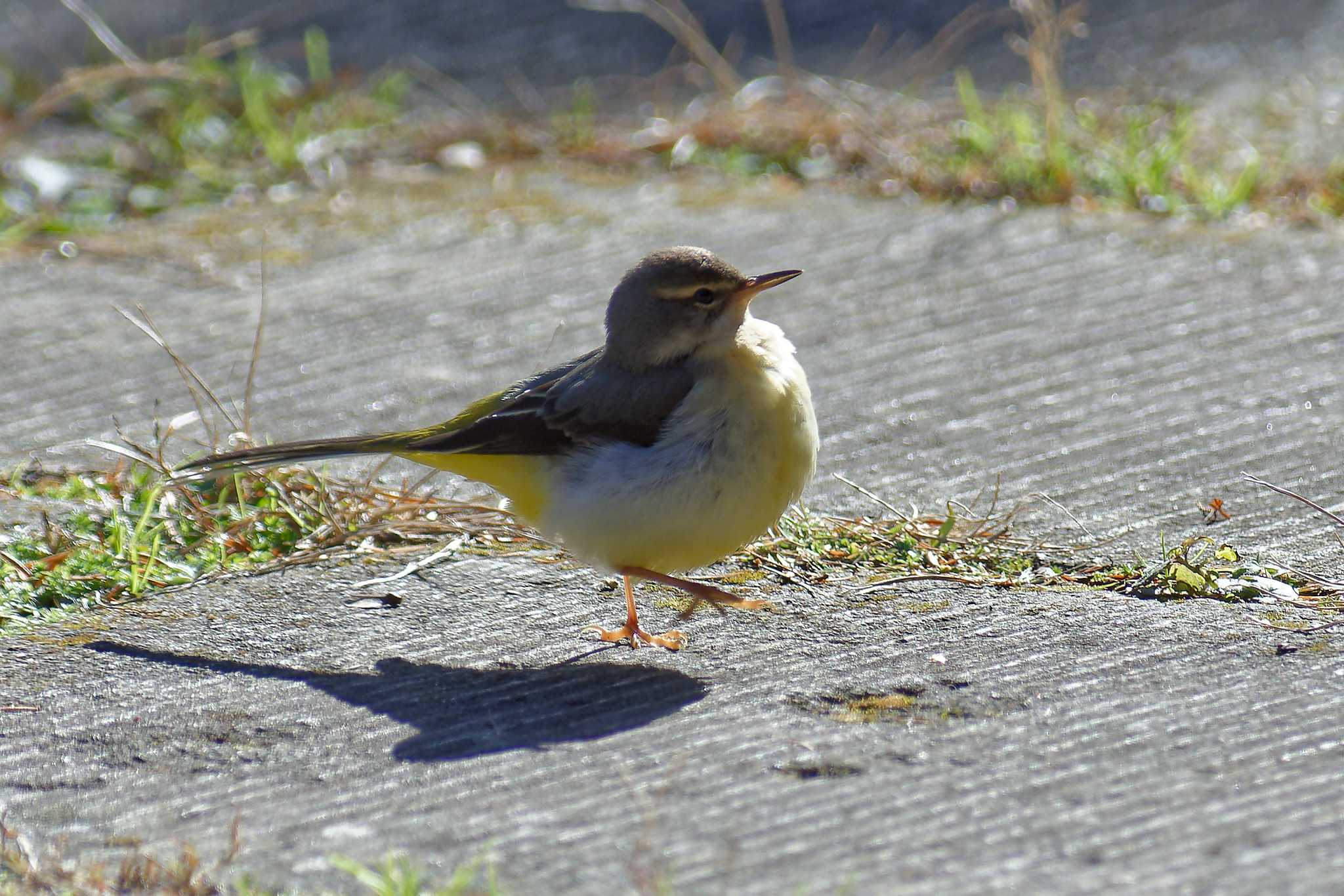 Grey Wagtail