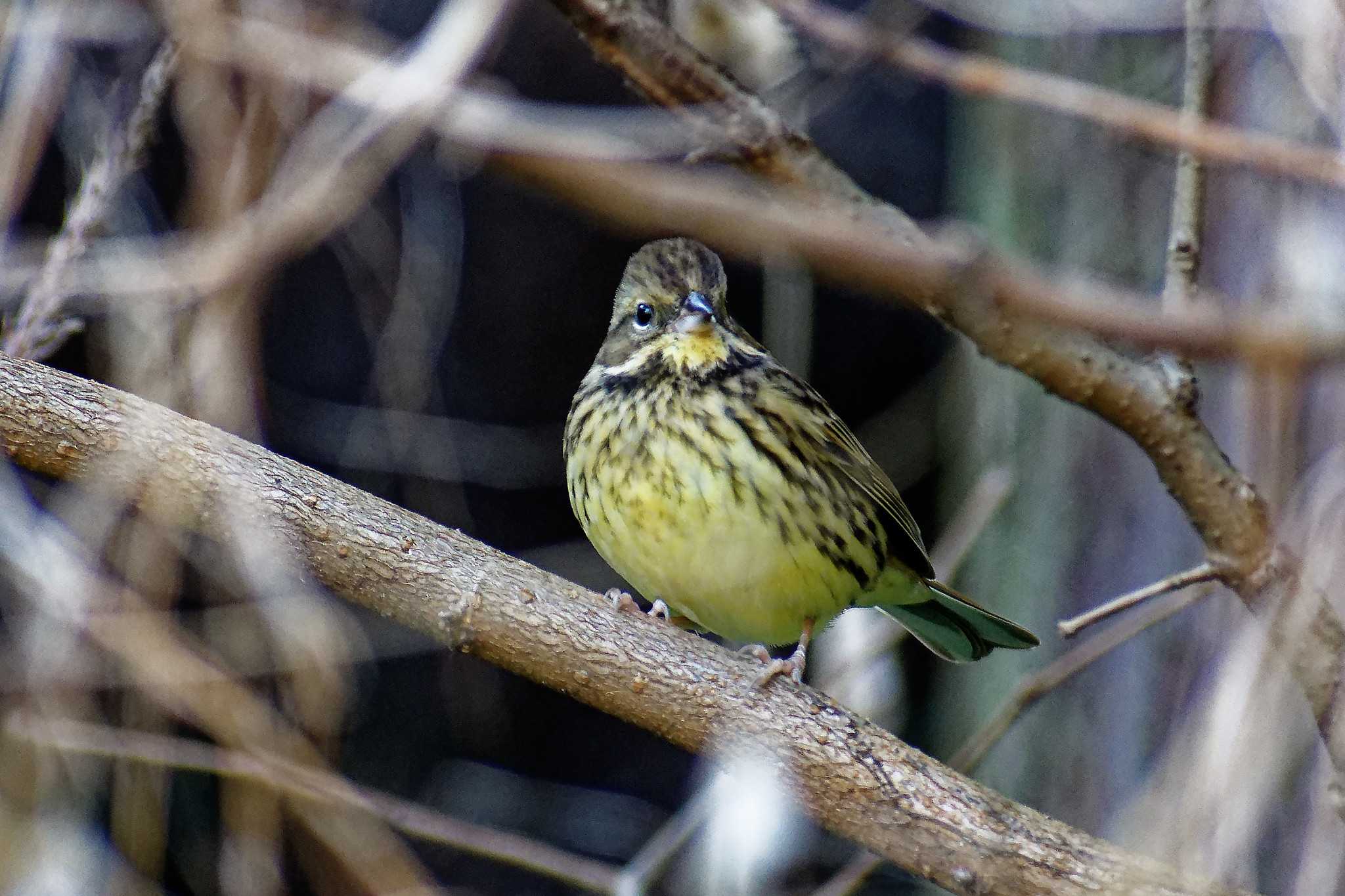 Photo of Masked Bunting at 横浜市立金沢自然公園 by しおまつ