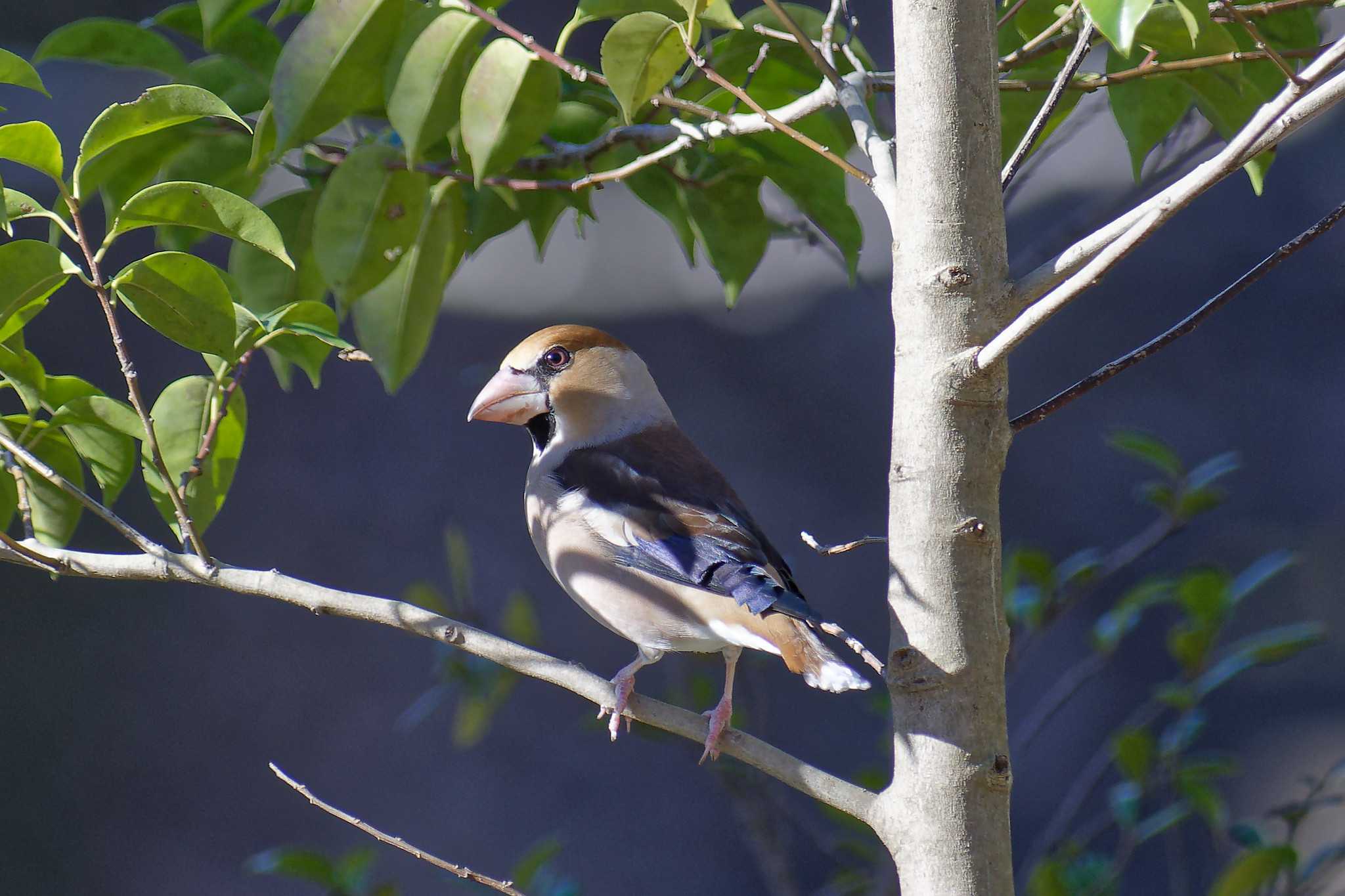 Hawfinch