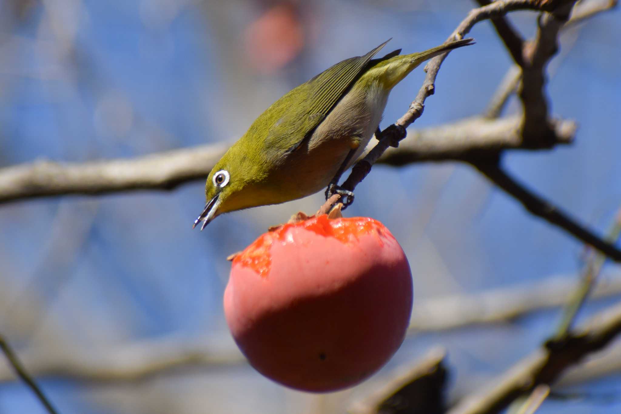 Warbling White-eye