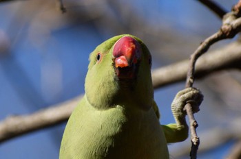 ワカケホンセイインコ ＭＦ 2023年12月22日(金)