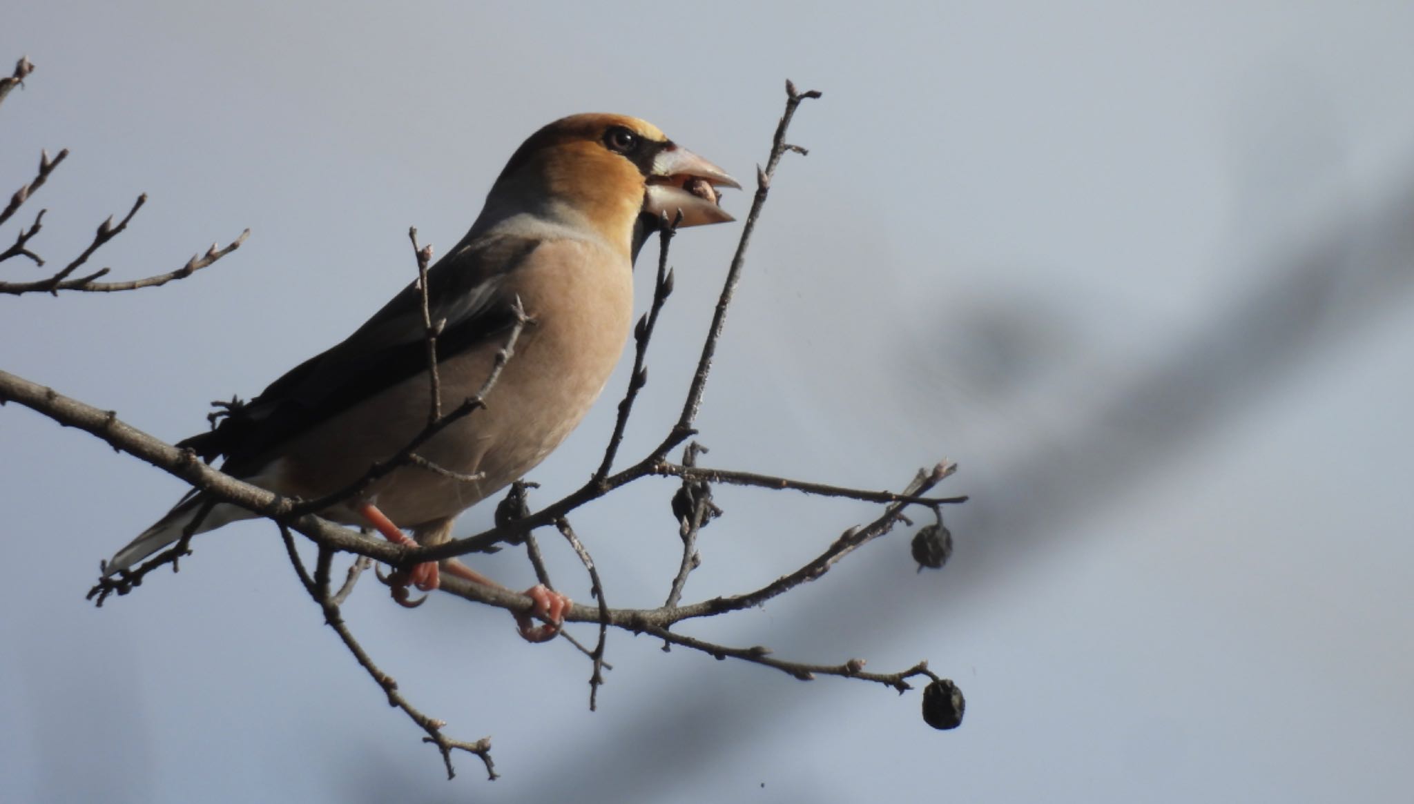 Photo of Hawfinch at 河川環境楽園 by ちか