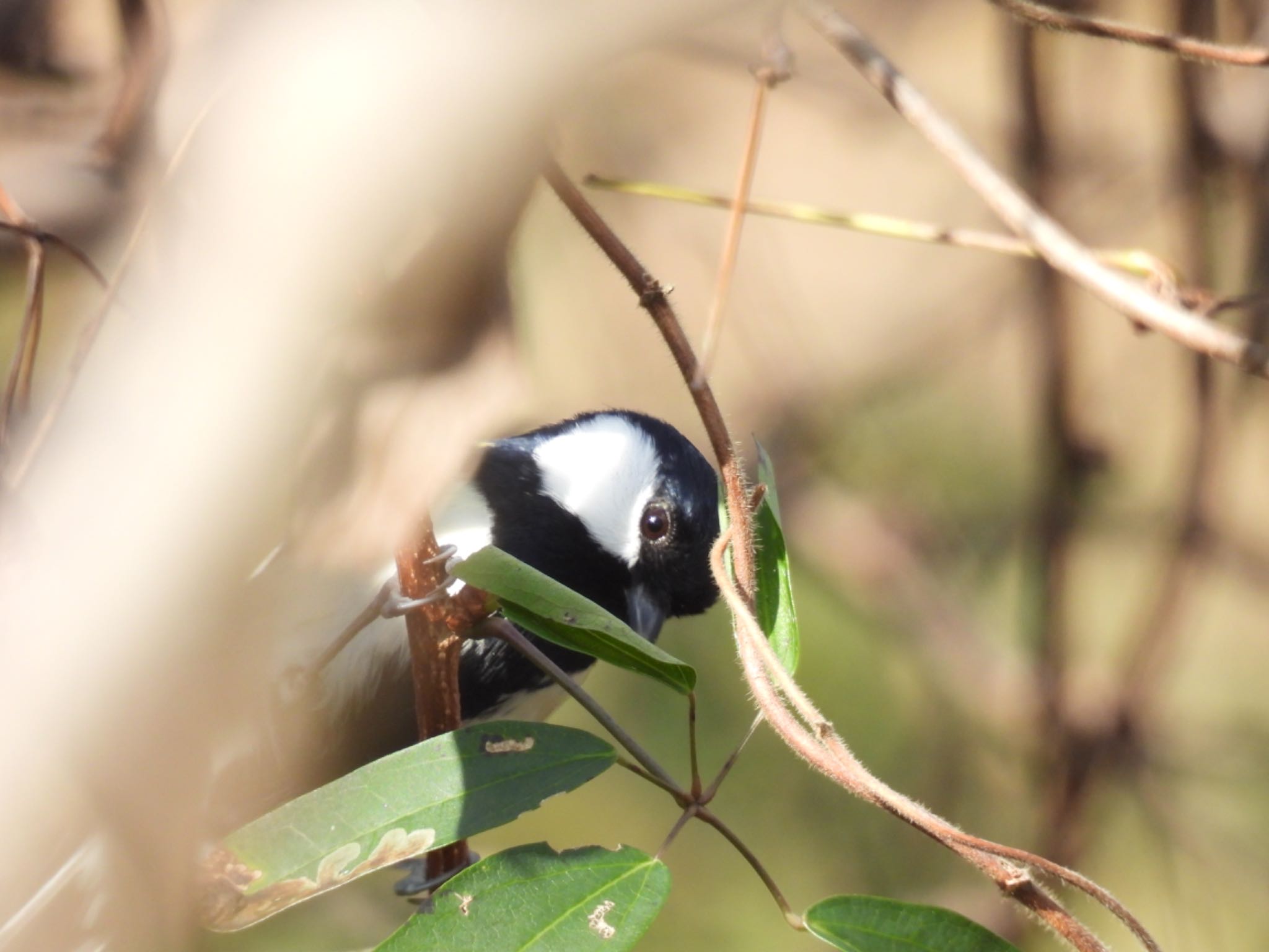 Photo of Japanese Tit at 河川環境楽園 by ちか