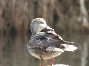 Gadwall 河川環境楽園 Wed, 12/20/2023