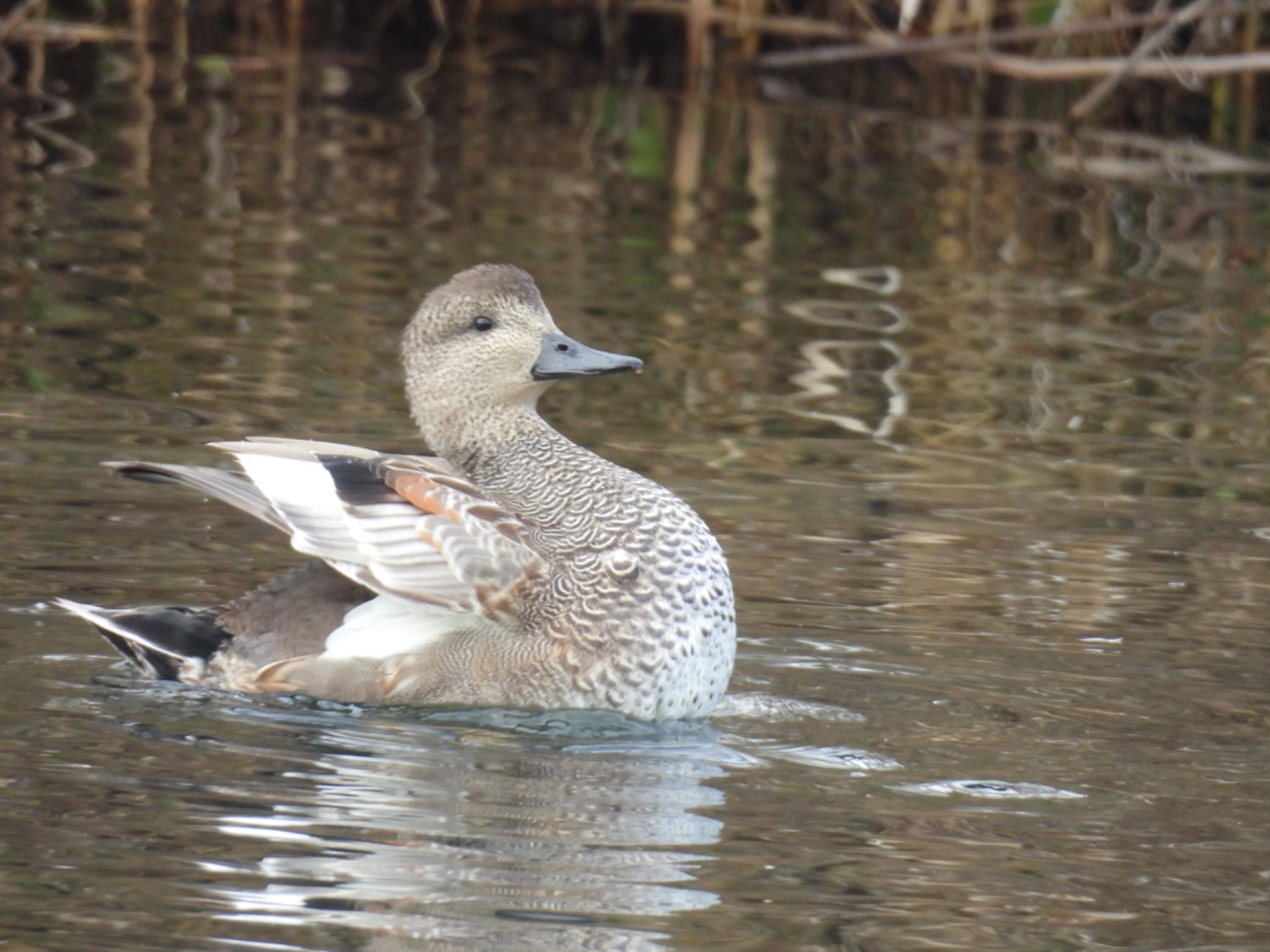 Photo of Gadwall at 河川環境楽園 by ちか