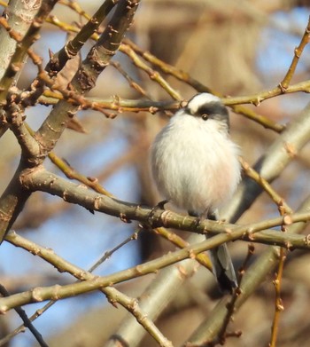 2023年12月20日(水) 木曽川の野鳥観察記録