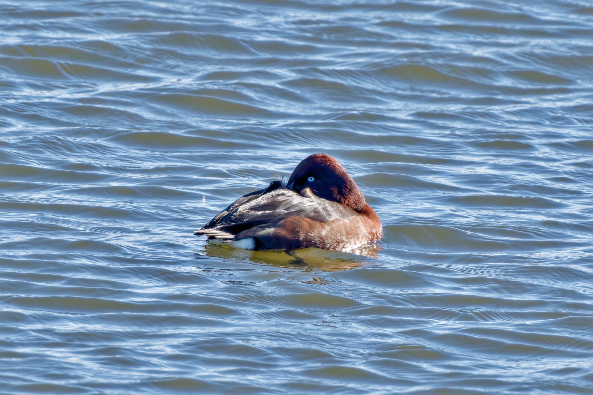 Ferruginous Duck