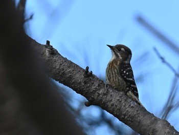 Japanese Pygmy Woodpecker 江津湖 Fri, 12/22/2023