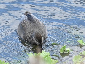 オカヨシガモ 江津湖 2023年12月22日(金)