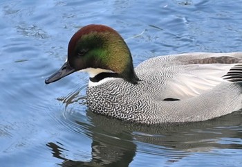 2023年12月22日(金) 江津湖の野鳥観察記録