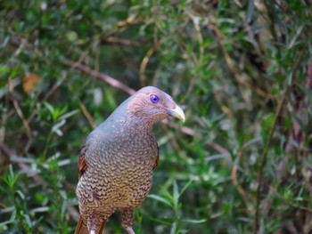 アオアズマヤドリ Murray Gorge, NSW, Australia 2023年12月9日(土)